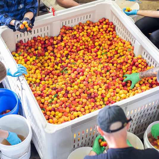 The team sorting a crate of fresh Ontario fruit for a brew